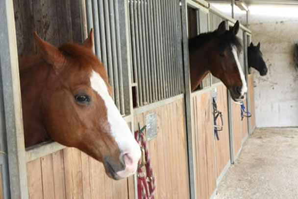 Choosing a riding school