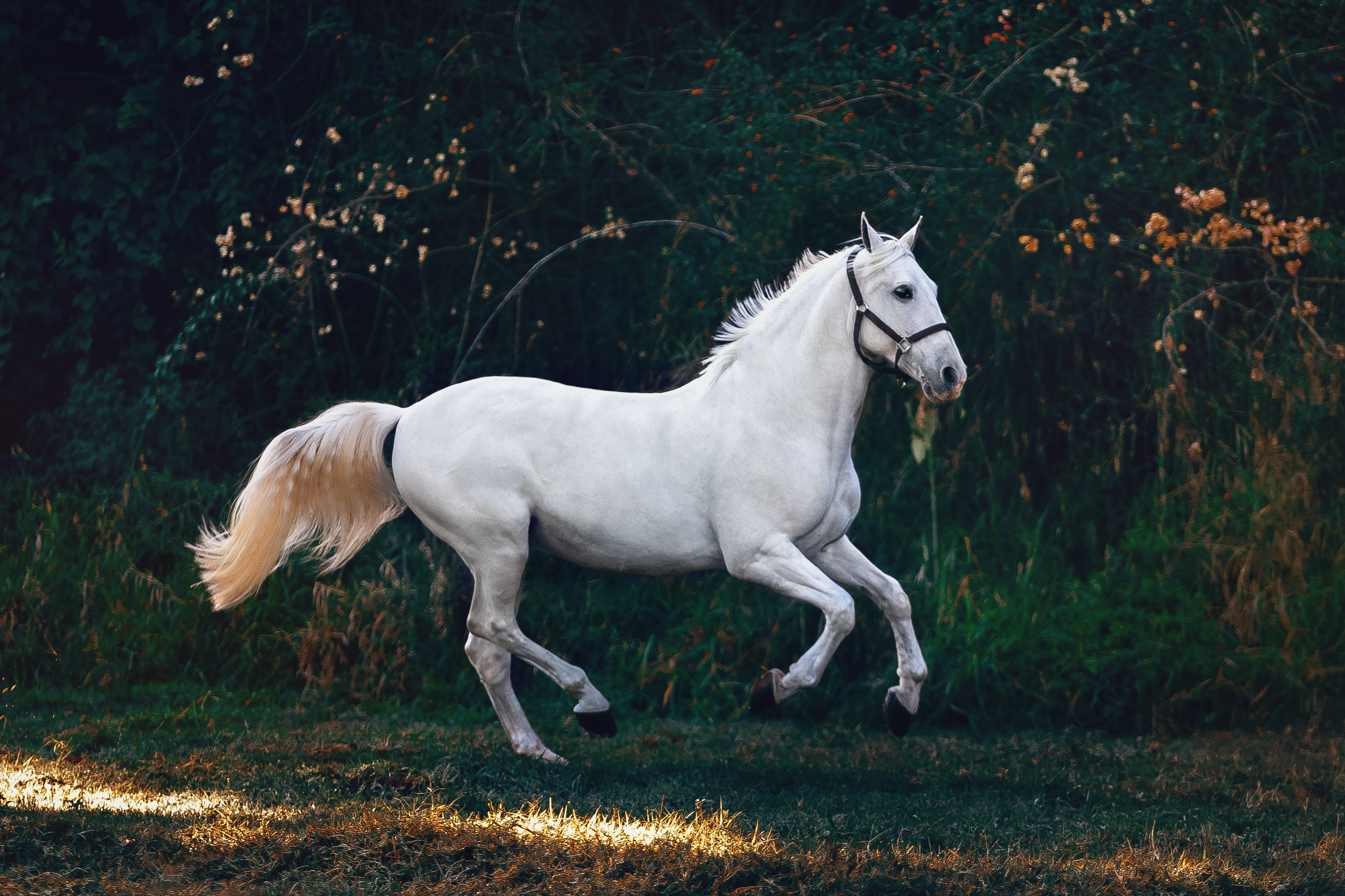 Gaits of the Horse