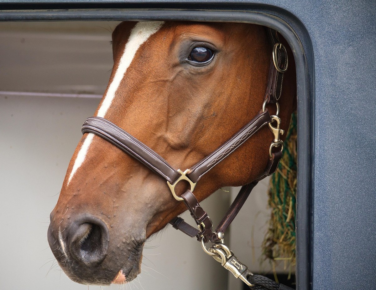 Horseboxes or Trailers: Which Suits You? - Horse Riding Article